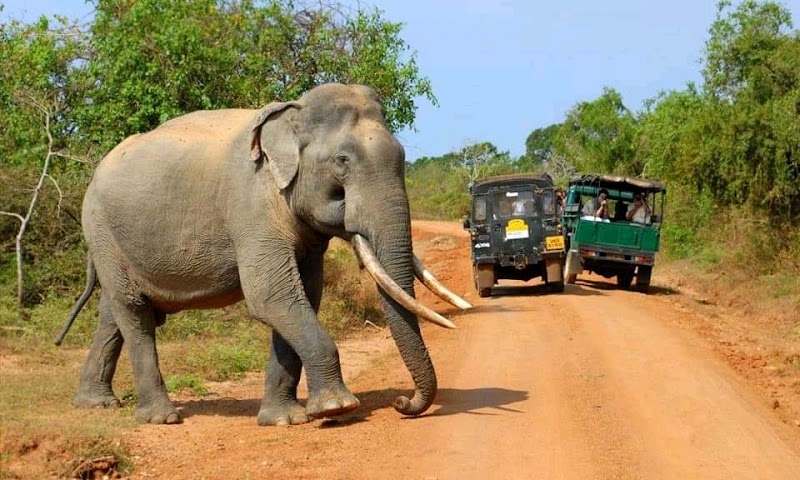 Panpatha Wildlife Sanctuary - Panpatha Wildlife Sanctuary, V245+RMG, SH10, Panpatha, Madhya Pradesh 484661, India