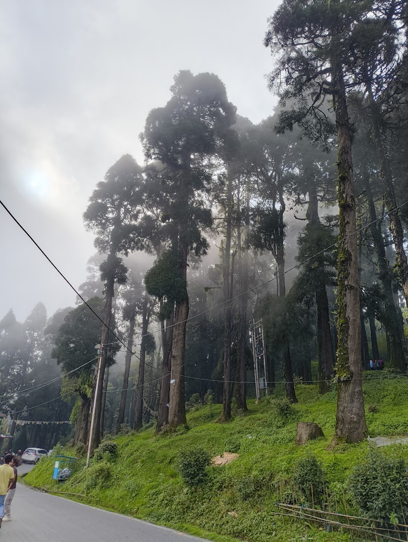 Pine forest - Pine forest 257X+45R, Sukhia Pokhri Road, Lepcha Jagat, Ghoom Pahar Forest, West Bengal 734221, India
