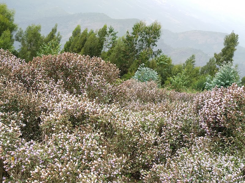 Coakers Walk - Coakers Walk 6FHV+XGC Coakers Walk, Kodaikanal, Tamil Nadu 624101, India