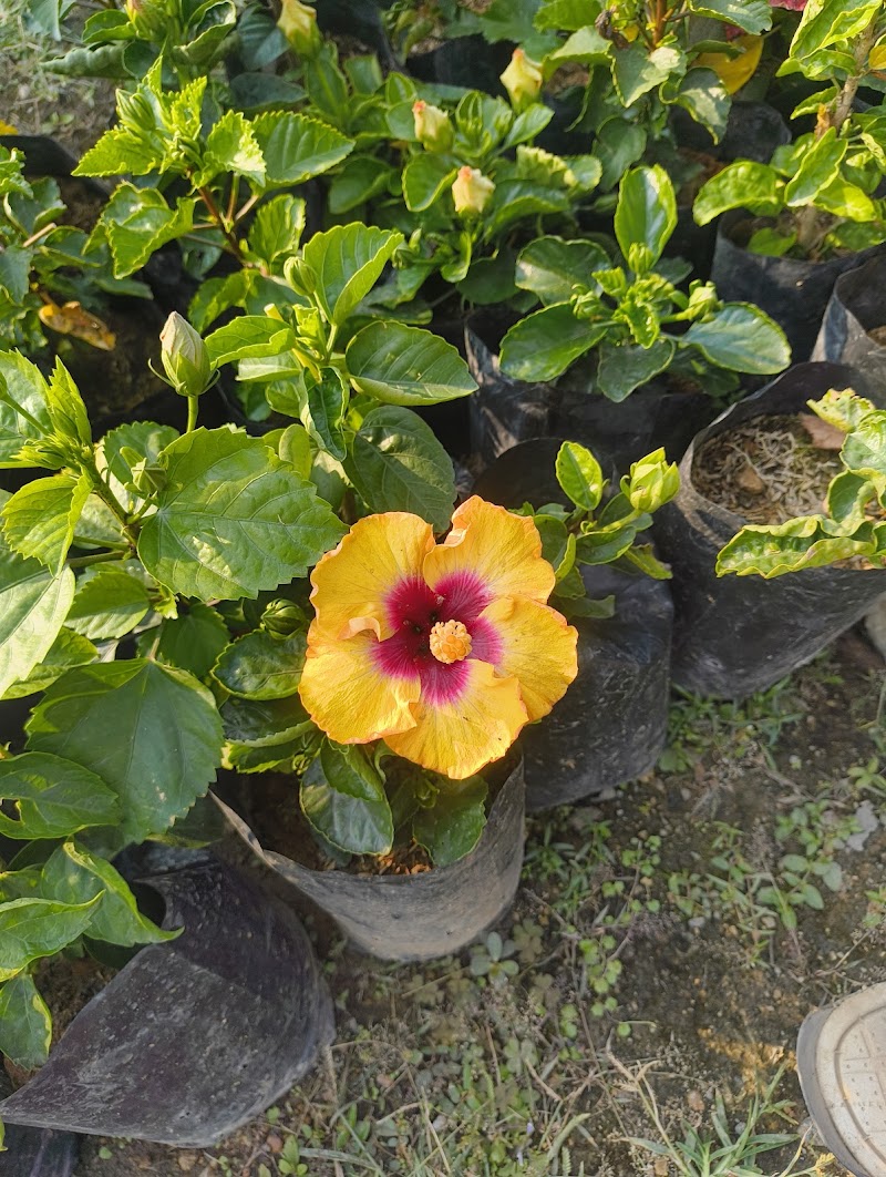 Shree Natram Rose Nursery - Shree Natram Rose Nursery, 8MX5+3P5, Bargarh, Odisha 768040, India