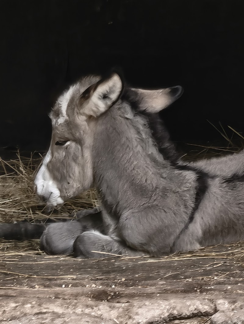 Děčín Zoo - Děčín Zoo, Žižkova 15, 405 02 Děčín-Děčín 2, Czechia