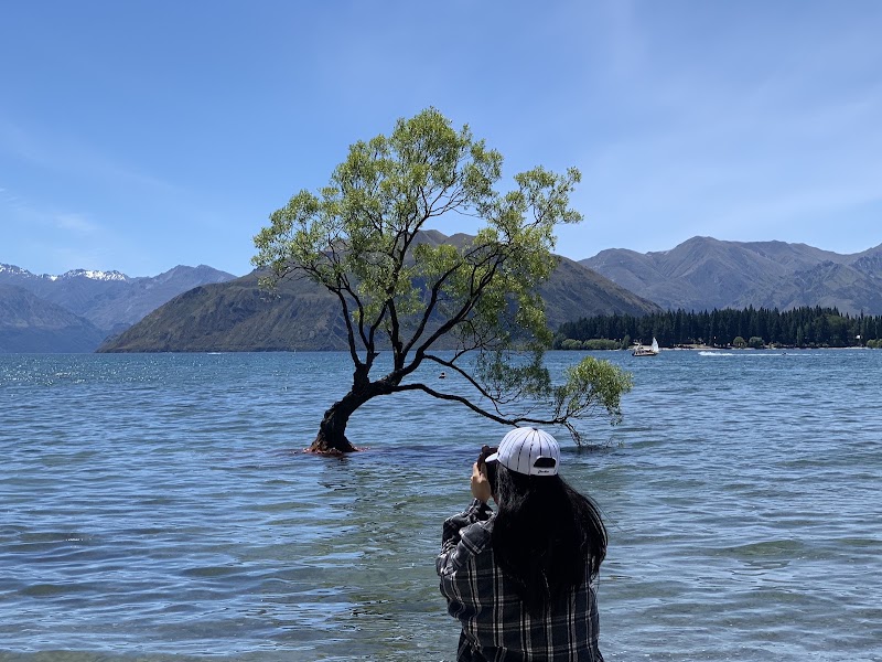 That Wanaka tree - That Wanaka tree Roys Bay 59 Wanaka Mount Aspiring Road, Wānaka 9305, New Zealand