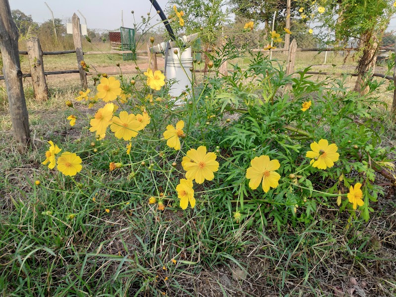 Madai - Madai Madai, Madhya Pradesh 461771, India