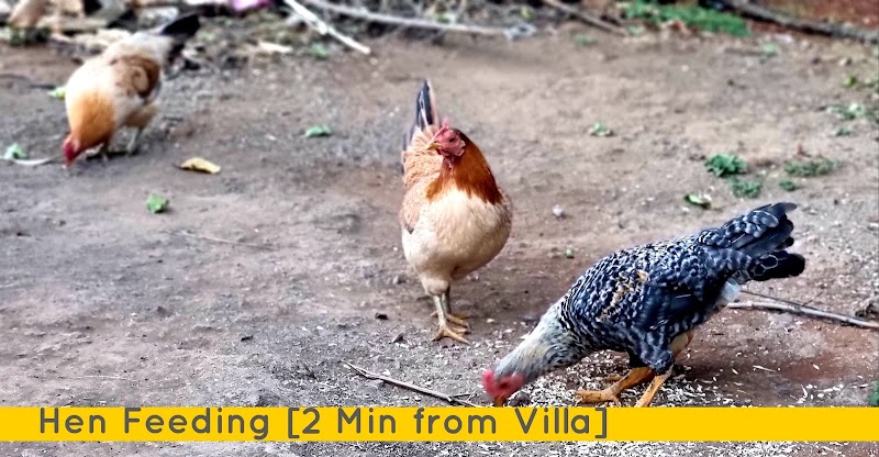 DV INNS- Rudrashree VILLA- Besides Valley View & Strawberry Farms - DV INNS- Rudrashree VILLA- Besides Valley View & Strawberry Farms, Kas - Mahabaleshwar Rd, Near Dwarkadhish Resort, Mahabaleshwar, Rengadiwadi, Maharashtra 412806, India