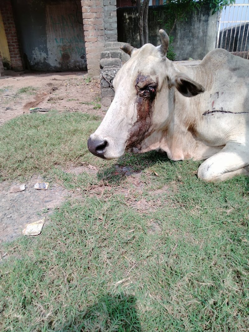 Sanidev gau seva dham - Sanidev gau seva dham, 24R8+CCH, Bilaspur, Chhattisgarh 495003, India