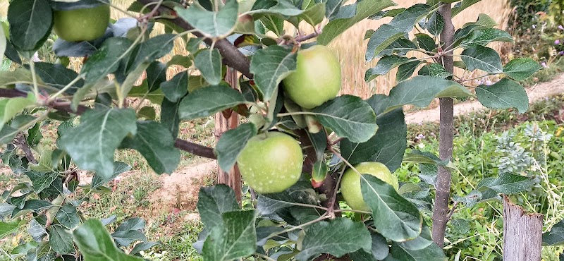 PANDAV APPLE ORCHARD - PANDAV APPLE ORCHARD, Pandav Niwas,VPO Sullah, Sullah, Majhakra, Himachal Pradesh 176085, India