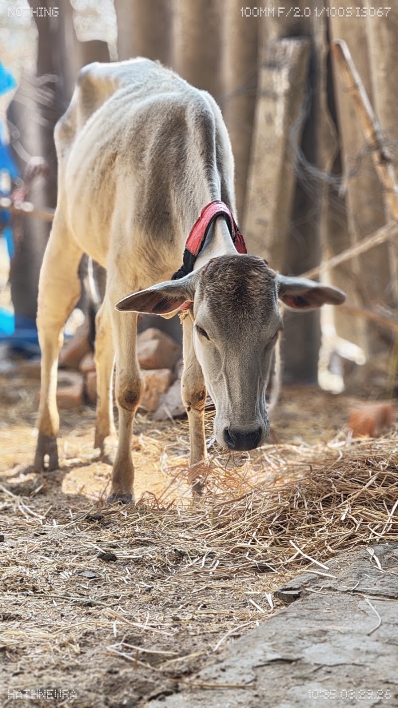 Gau seva hathnewra - Gau seva hathnewra, XMQH+5M8, Hathnewra, Chhattisgarh 495671, India
