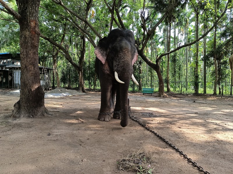 Sakrebyle - Sakrebyle, Karnataka 577202, India