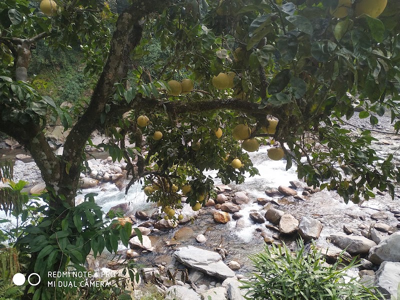 Rimbi Orange Garden - Rimbi Orange Garden Pelling-Rimbi Rd, Pelling City, Sikkim 737113, India