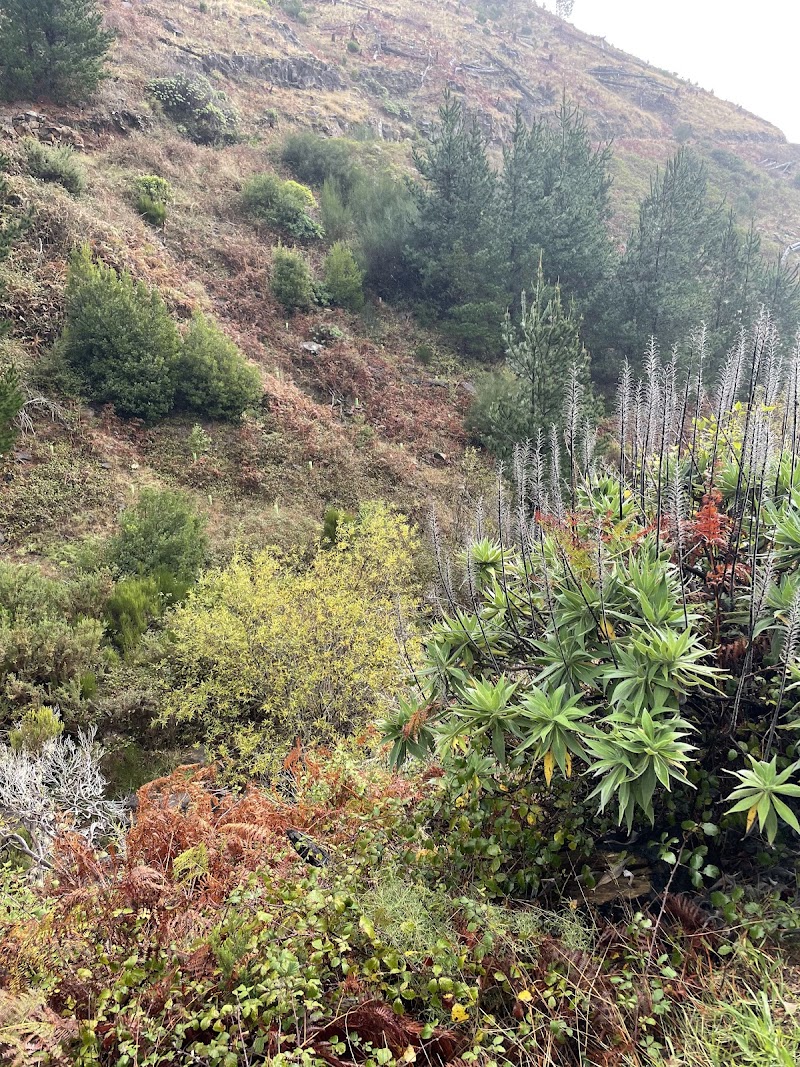 PR 3.1 Ribeira das Cales - PR 3.1 Ribeira das Cales Largo Fonte T 21 e 48, Monte, 9050-288 Funchal, Portugal