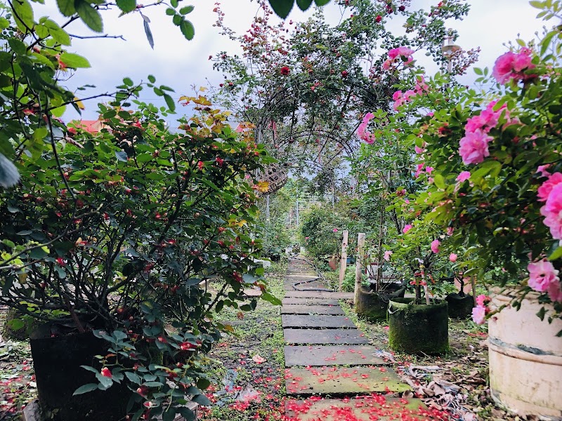 Vườn Hồng Sweet Rose - Vườn Hồng Sweet Rose, Cuối Ngõ 264 Âu Cơ, Hồng Hà, Hà Nội, Vietnam