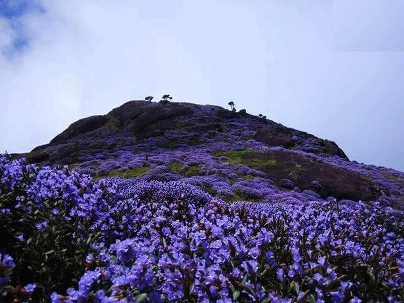 Neelakurinji bloom