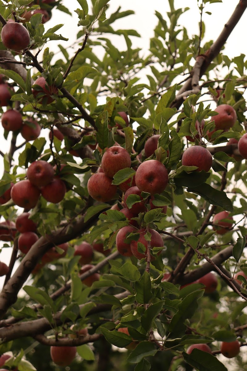 Cloverfield Apple/Cherry Orchard - Cloverfield Apple/Cherry Orchard, 7F7H+W5R, Kotgarh, Himachal Pradesh 171213, India