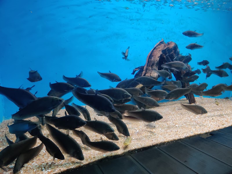 Namma Bengaluru Aquarium - Namma Bengaluru Aquarium Kasturba Rd, Shanthala Nagar, Bengaluru, Karnataka 560001, India