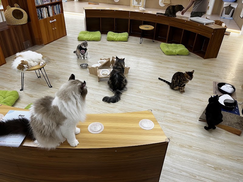 Cats Tea Room Tsuen Wan - Cats Tea Room Tsuen Wan Hong Kong, Tsuen Wan, Chung On St, 110號1樓