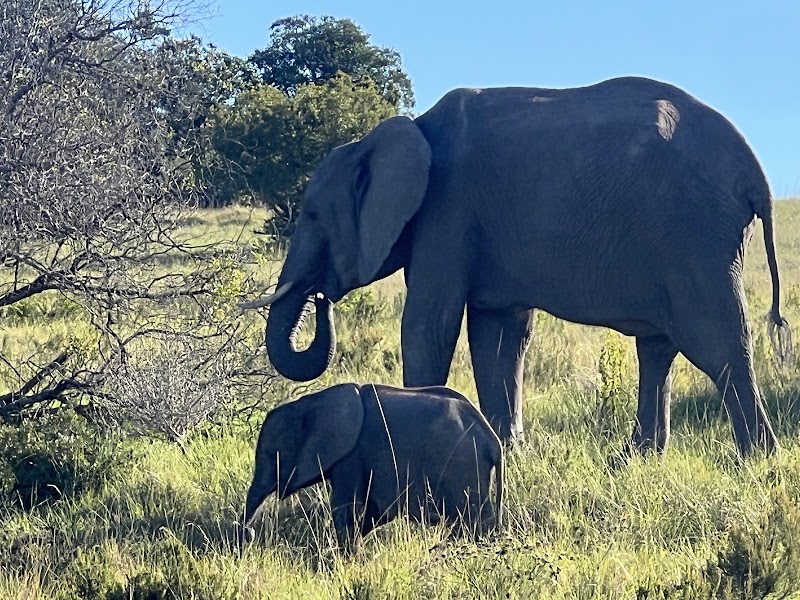 Kwantu Private Game Reserve - Kwantu Private Game Reserve, 1 Daniel street, Sidbury, 6130, South Africa