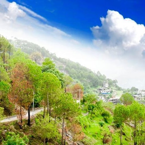 Aranya Villa - Aranya Villa, Towards Mohan Meakin Road, near MES Water Tank, Kasauli Gaon, Kasauli, Himachal Pradesh 173233, India