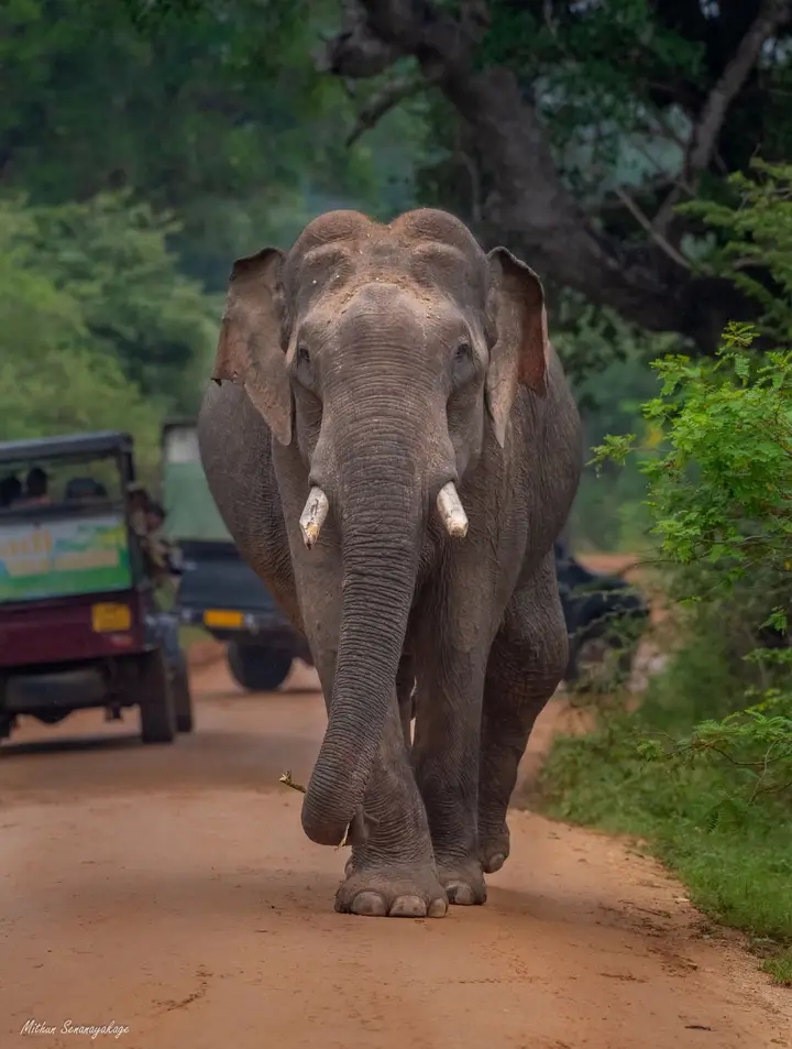 Yala Safari - Ceylon Wild - Yala Safari - Ceylon Wild, Yodhakandiya, Tissamaharama 82600, Sri Lanka