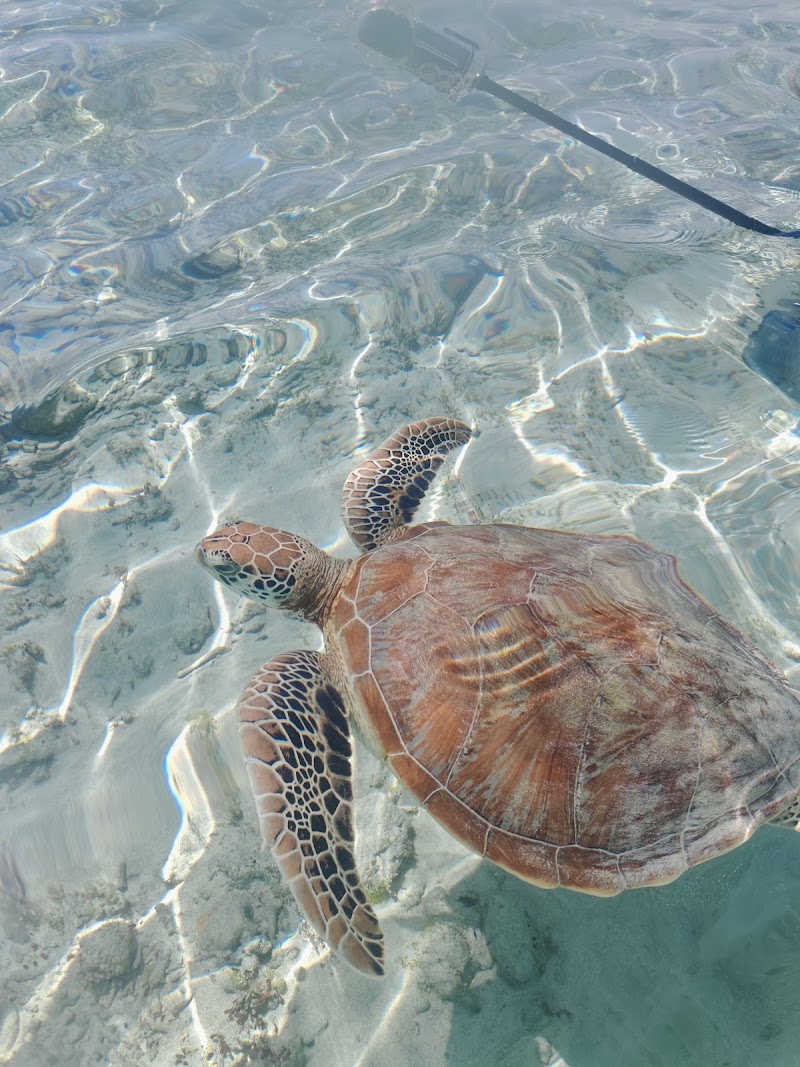 Turtle Spot 1st