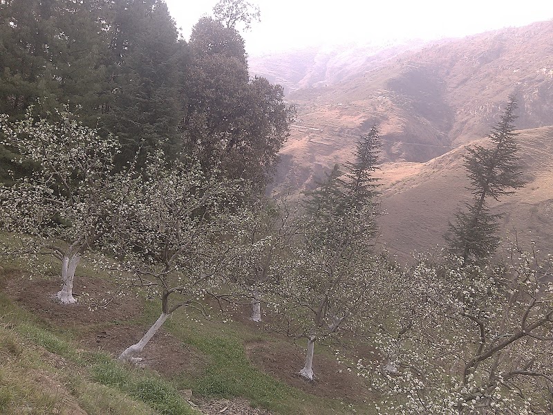 CHANDEL FOREST - CHANDEL FOREST 3C3Q+289, Darghot, Himachal Pradesh 171220, India