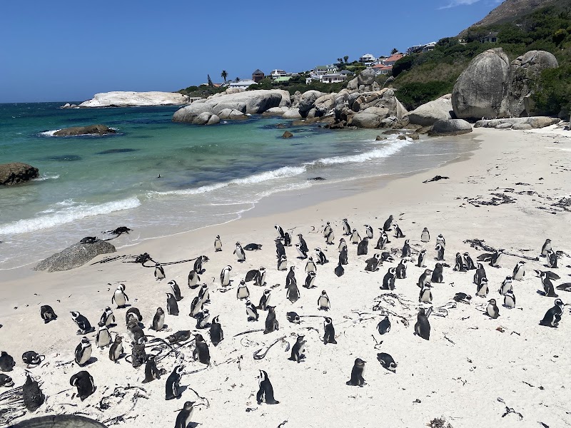 Boulders Beach - Boulders Beach, Simon's Town, Cape Town, 7995, South Africa