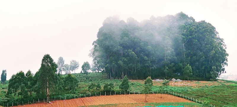 Carolina Tea Estate - Carolina Tea Estate No 1, Carolina Rd, Ottuppattarai, Coonoor, Tamil Nadu 643102, India