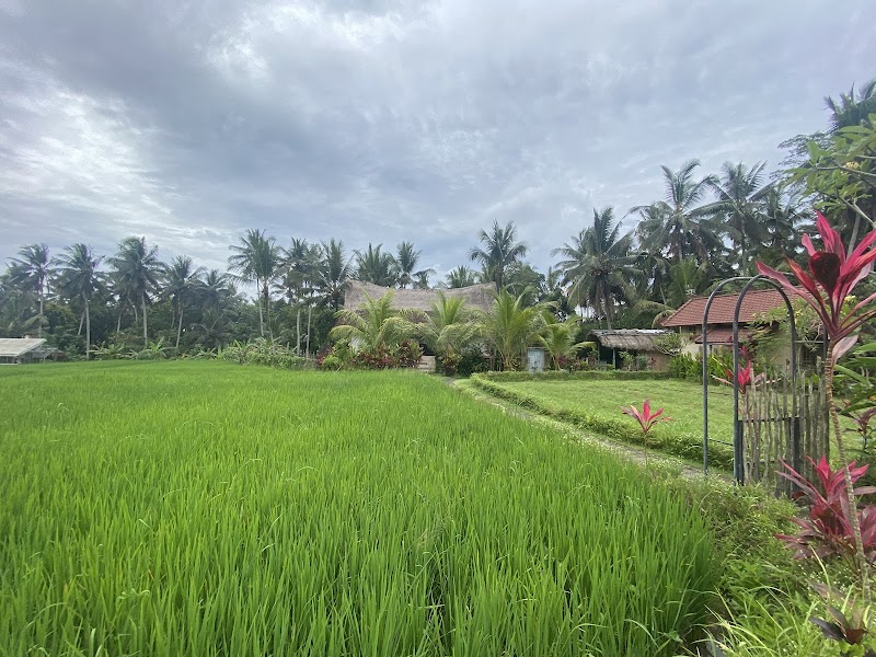 Kajeng Rice Field - Kajeng Rice Field Jl. Kajeng No.88, Ubud, Kecamatan Ubud, Kabupaten Gianyar, Bali 80571, Indonesia