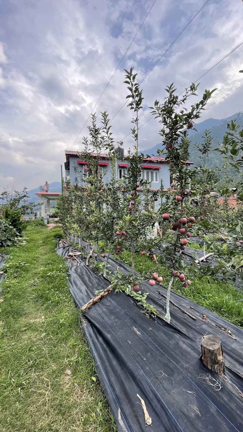 Sen apple Orchards - Sen apple Orchards, Ghrahar, Panarsa, Himachal Pradesh 175121, India