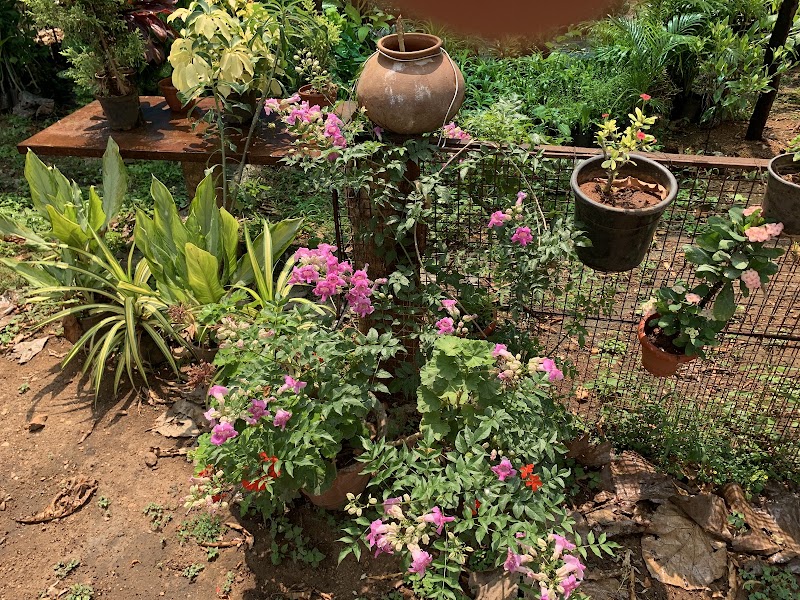 Roys Nursery Farm : Plant nursery In Mysuru. - Roys Nursery Farm : Plant nursery In Mysuru., 191, Naguvanahalli, Road, Old, Hale Kesare, Mysuru, Karnataka 570019, India