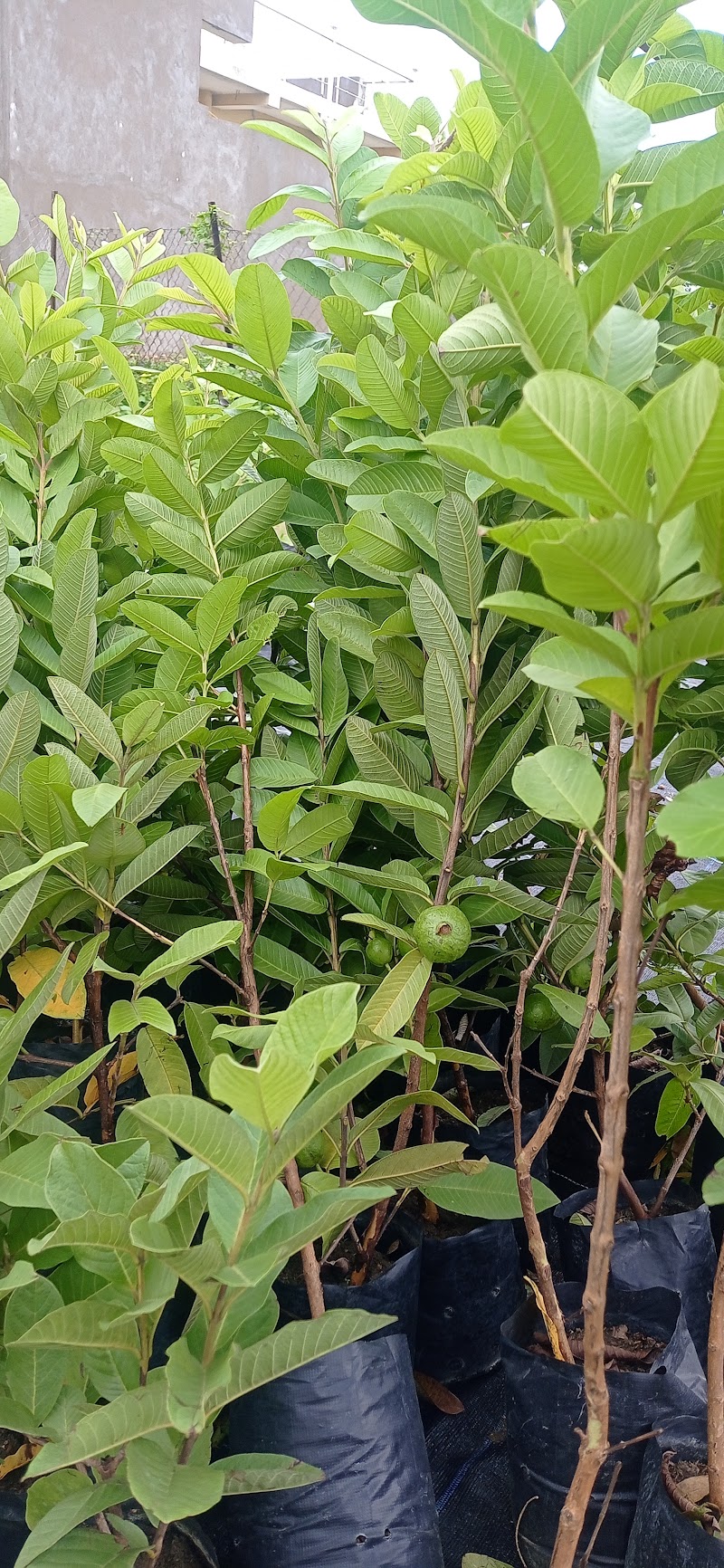 P.N.Nursery and Bio Agro. Product - P.N.Nursery and Bio Agro. Product, Ward no.2, near Ganpati Nagar, Railway Colony, Balod, Chhattisgarh 491226, India