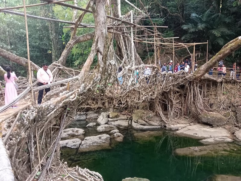 Living root bridge