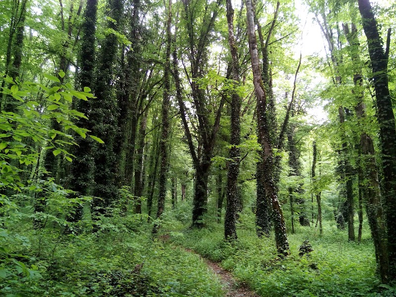 Lagodekhi's Managed Reserve - Lagodekhi's Managed Reserve, 197 Vashlovani St, Lagodekhi, Georgia