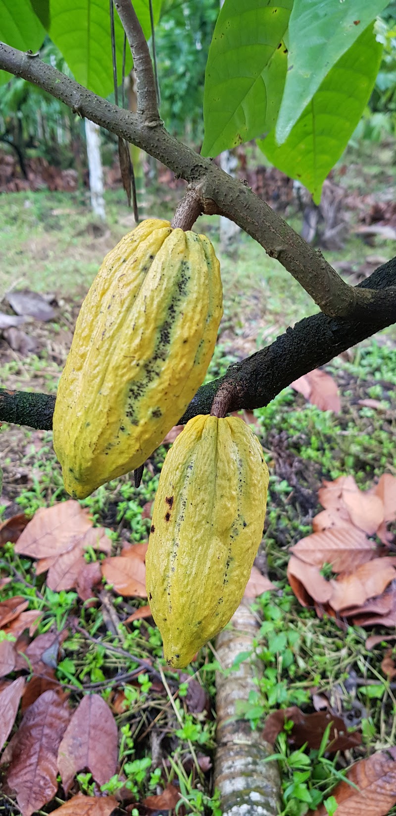 Munderi - Munderi, Kerala, India