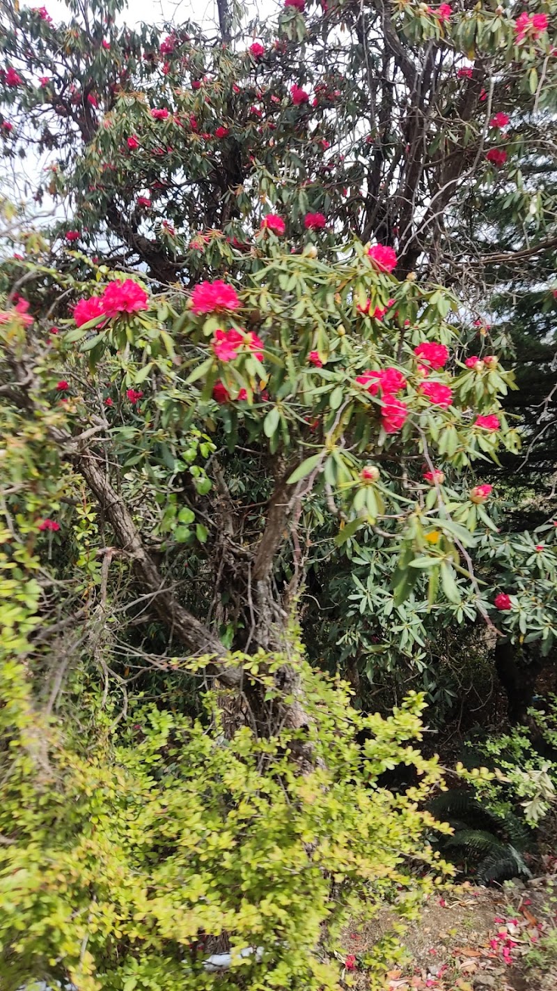 Nohradhar - Nohradhar, Himachal Pradesh 173104, India