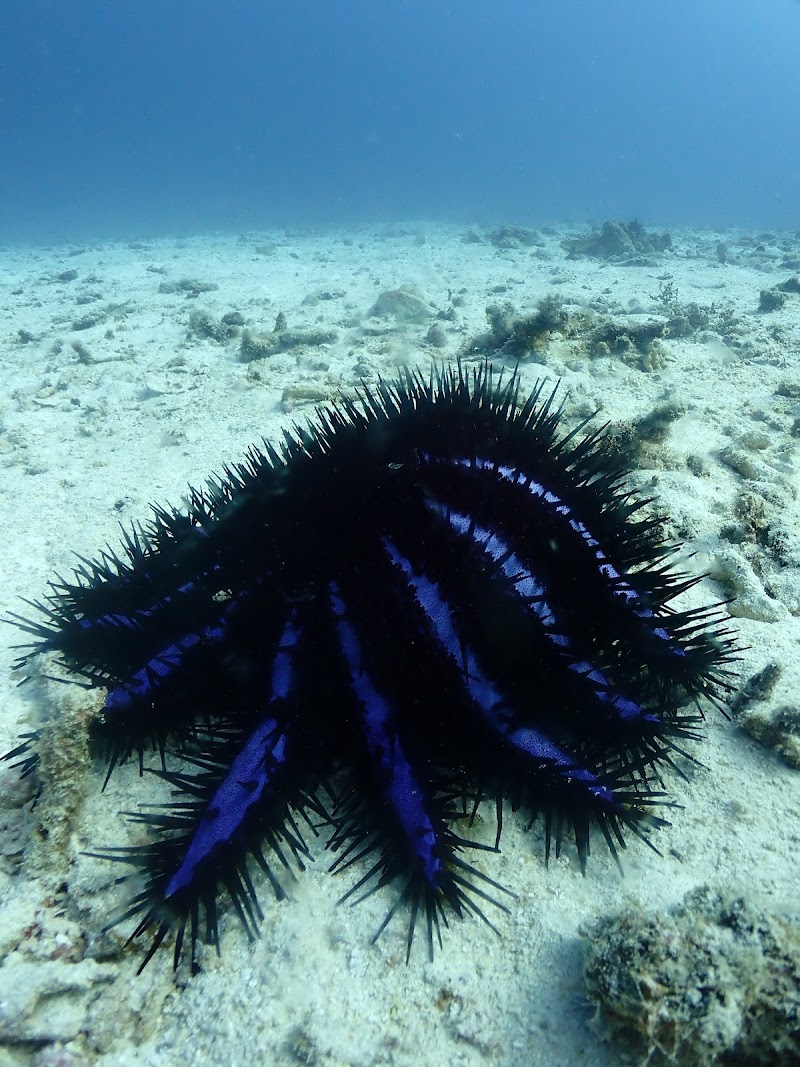 Scubadeep Phuket - Scubadeep Phuket 186 Taweewong Road Kathu, ตำบลป่าตอง Phuket, ภูเก็ต 83150, Thailand