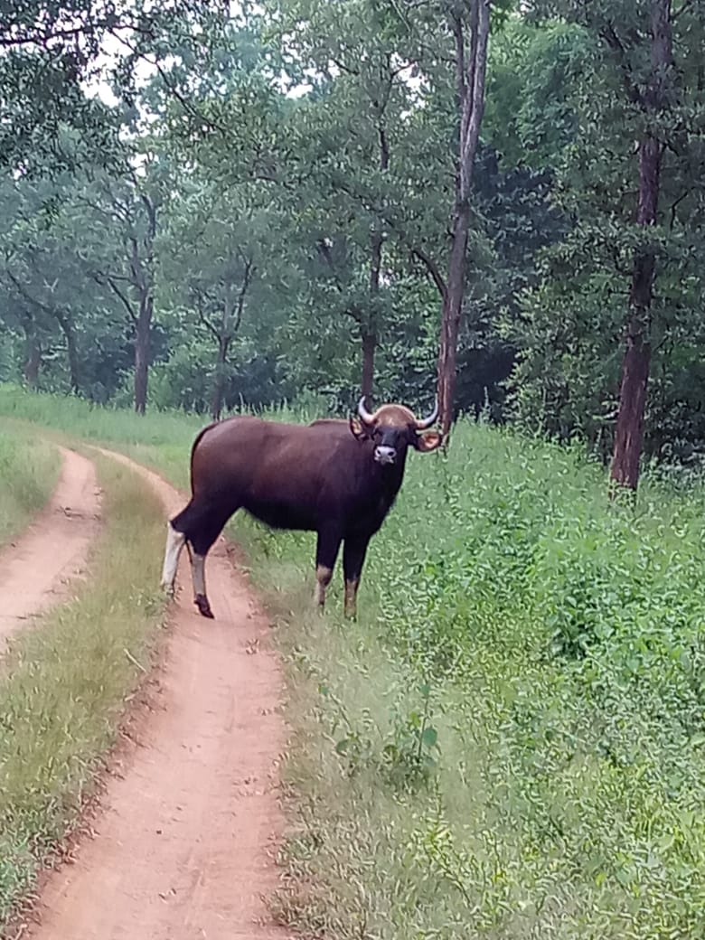 Betla - Betla, Jharkhand, India
