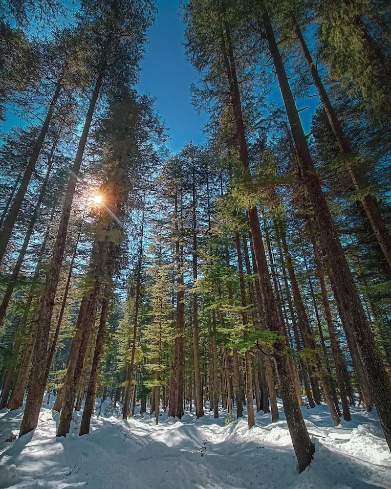 Devidarh park - Devidarh park F4FC+XJP, Dpf Devidarh, Himachal Pradesh 175039, India
