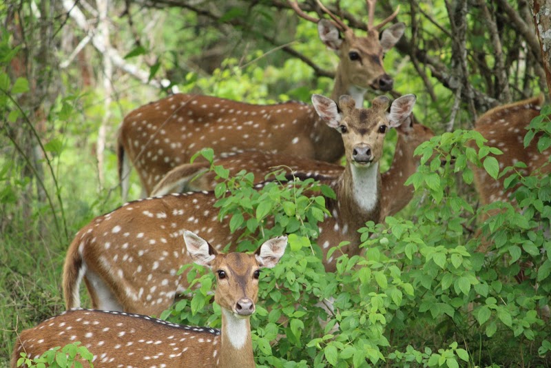 Nilgiris Biosphere Reserve - Nilgiris Biosphere Reserve HQF4+78G, Mudumalai, Ebbanad, Tamil Nadu 643223, India
