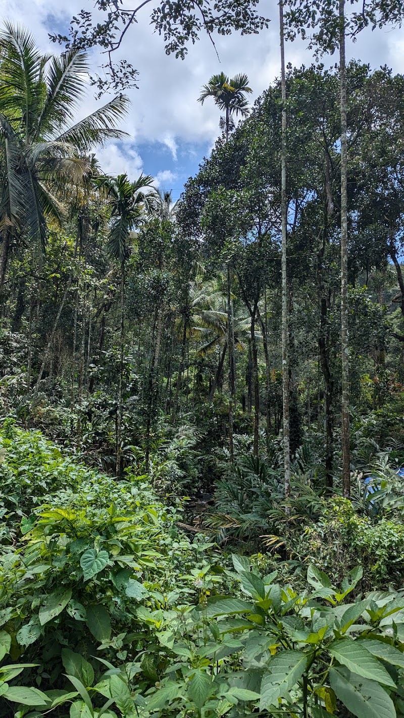 Hidden waterfall - Hidden waterfall 23P4+WF, Chithirapuram, Keralam 685565, India