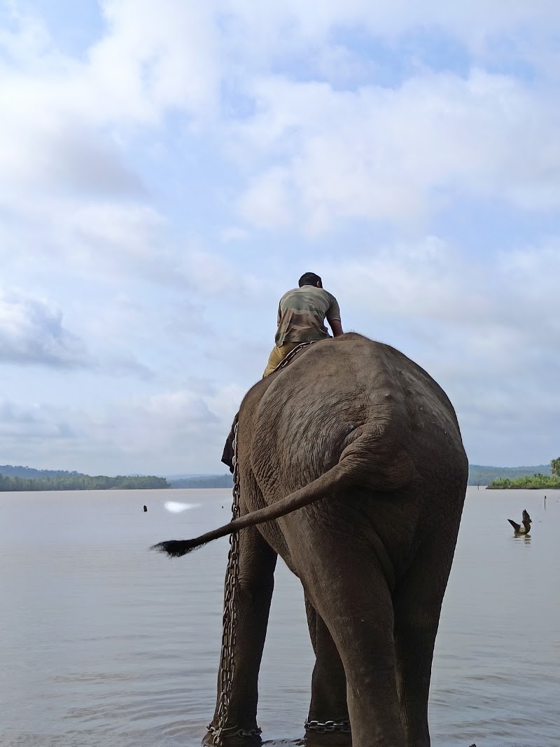 Sakrebyle - Sakrebyle, Karnataka 577202, India