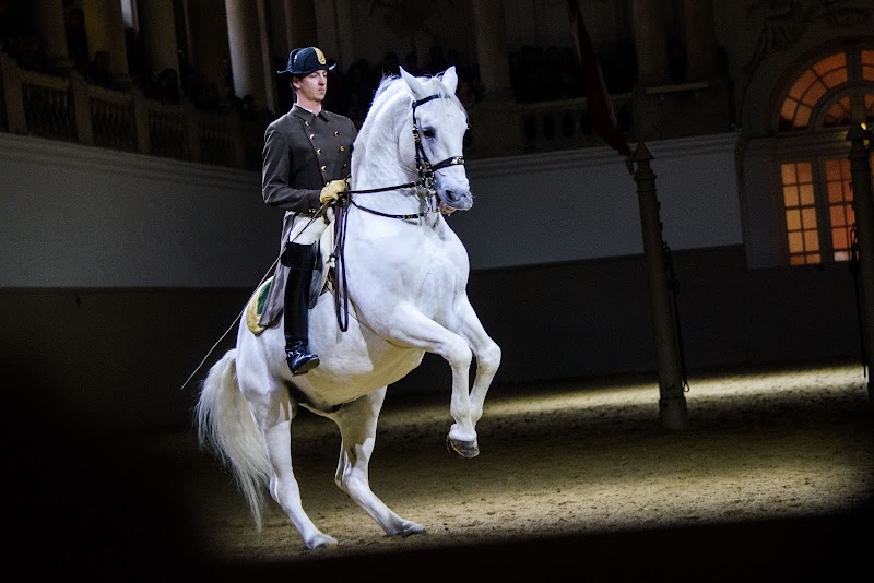 Spanish Riding School - Spanish Riding School, Michaelerplatz 1, 1010 Wien, Austria