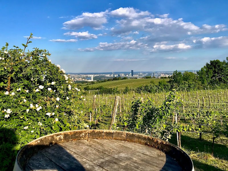 Weingut Wailand - Weingut Wailand, Kahlenberger Str. 220, 1190 Wien, Austria