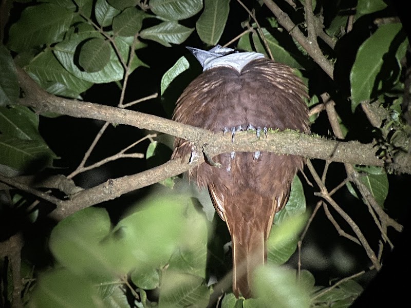 Forest Alive - Forest Alive, Plaza Monteverde, Centro Comercial Local 3, Provincia de Puntarenas, Santa Elena, 61201, Costa Rica
