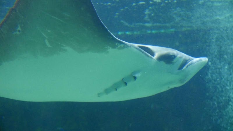Shenzhen Sea World Sharks Hall - Shenzhen Sea World Sharks Hall China, Guang Dong Sheng, Shen Zhen Shi, Yan Tian Qu, S30惠深沿海高速入口J83H+V62 邮政编码: 518083