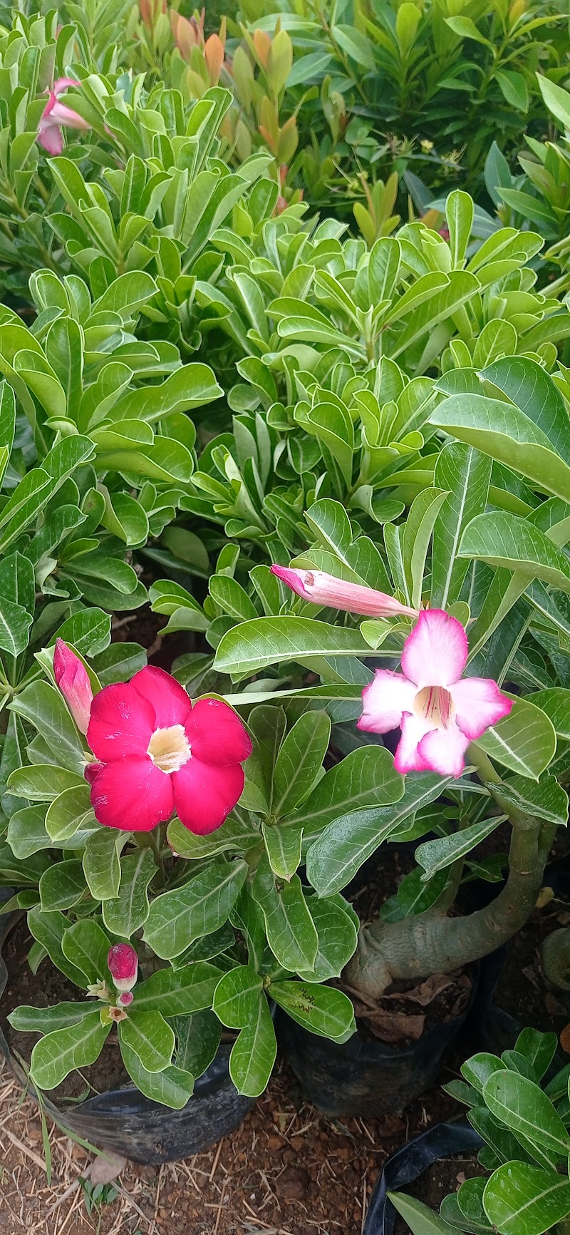 P.N.Nursery and Bio Agro. Product - P.N.Nursery and Bio Agro. Product, Ward no.2, near Ganpati Nagar, Railway Colony, Balod, Chhattisgarh 491226, India