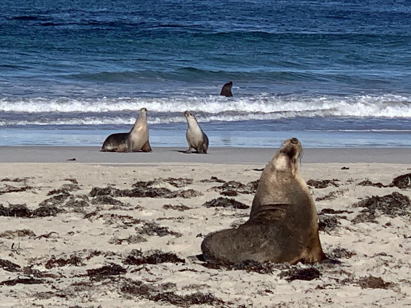 Seal Bay Conservation Park - Seal Bay Conservation Park, Seal Bay Rd, Seal Bay SA 5221, Australia