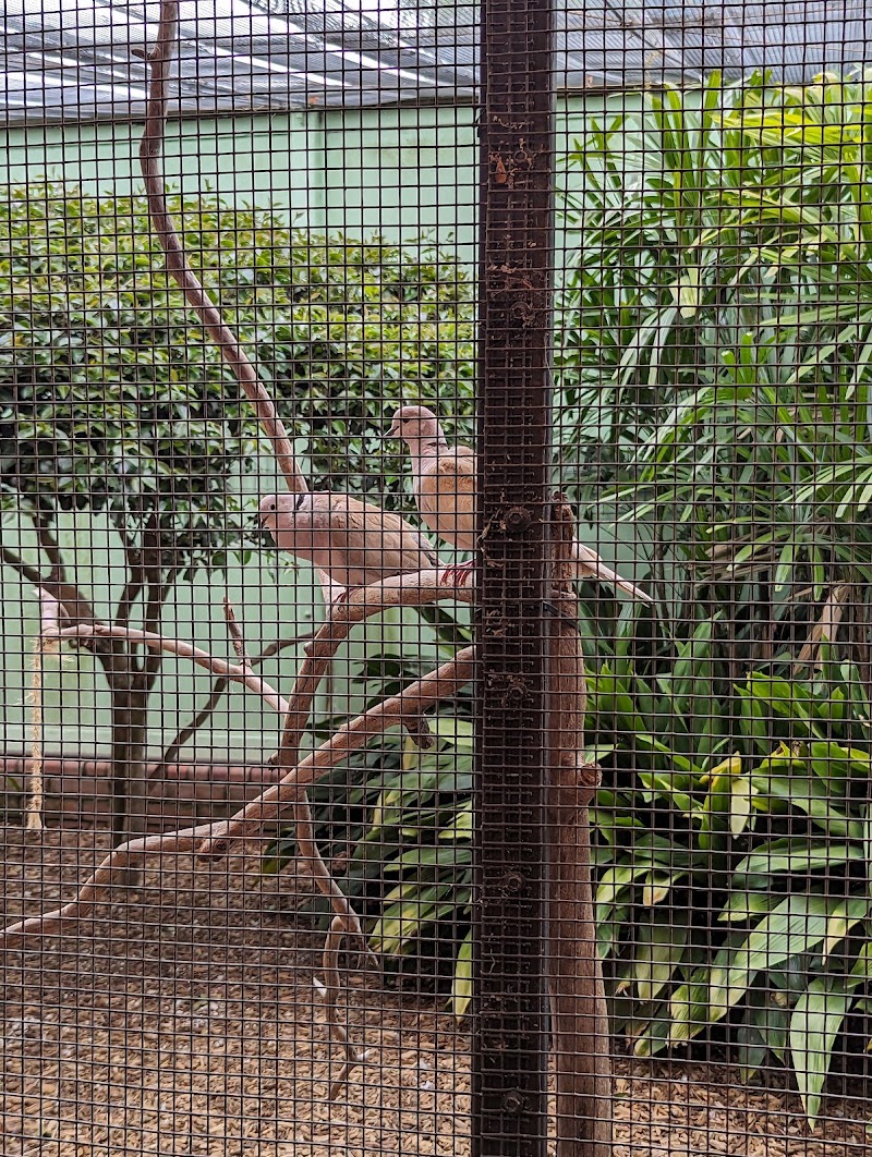Auburn Aviary - Auburn Aviary Chisholm Rd, Auburn NSW 2144, Australia