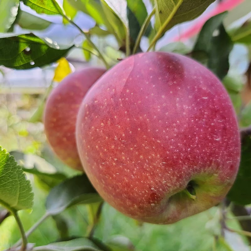 JAMWAL ORCHARDS - JAMWAL ORCHARDS, v.p.o seobagh tehsil and, Seobagh, Kais, Himachal Pradesh 175138, India