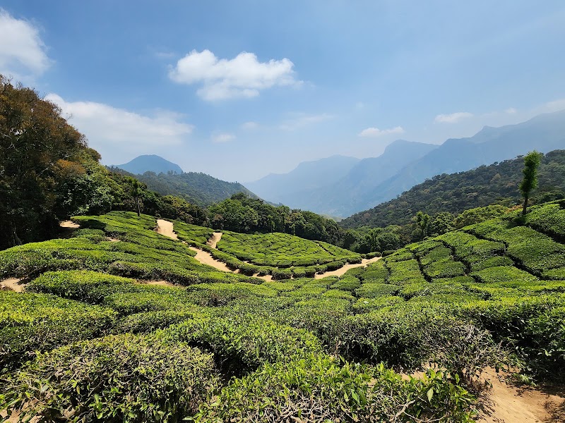 Tea garden view point - Tea garden view point, 46HP+9WJ, Munnar - Top Station Hwy, Bodi Hill North, Kannan Devan Hills, Tamil Nadu 625582, India