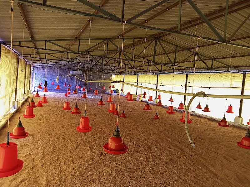Hussain poultry farm - Hussain poultry farm, Anjora dha, Nagpura, Anjora, Chhattisgarh 491001, India